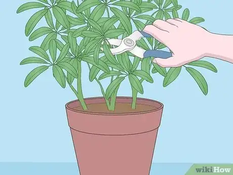 Imagen titulada Care for a Dwarf Umbrella Plant Step 7