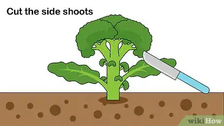 Imagen titulada Pick Broccoli Step 9