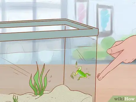 Imagen titulada Play with Your African Dwarf Frog Step 8