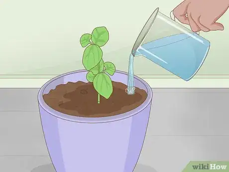 Imagen titulada Grow Basil Indoors Step 9