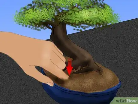 Imagen titulada Care for a Chinese Elm Bonsai Tree Step 4