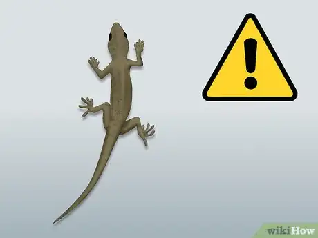 Imagen titulada Catch a Lizard Without Using a Trap Step 16