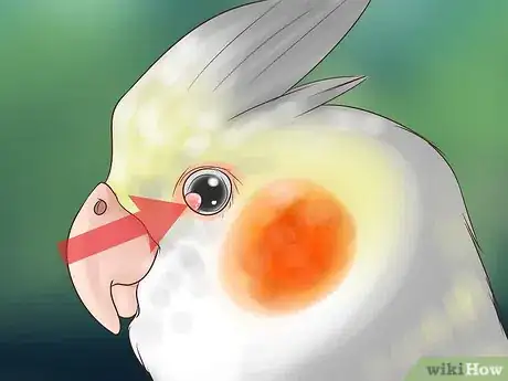 Imagen titulada Treat Conjunctivitis in Cockatiels Step 7