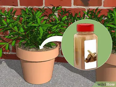 Imagen titulada Get Rid of Fungus Gnats Step 7