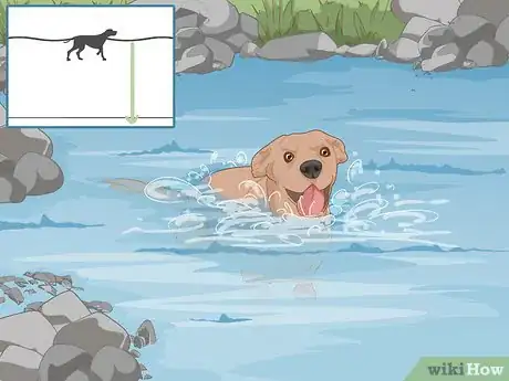 Imagen titulada Safely Introduce Your Dog to Water Step 10