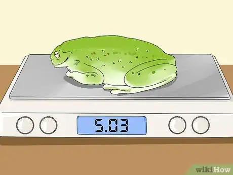 Imagen titulada Diagnose Your Tree Frog's Illness Step 8