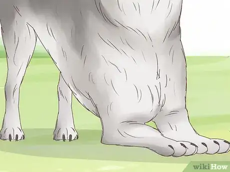 Imagen titulada Understand Your Dog's Body Language Step 4