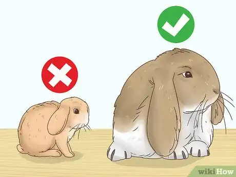 Imagen titulada Choose a Rabbit Breed Step 4