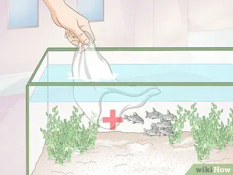 Imagen titulada Care for Corydoras Step 6