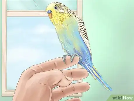 Imagen titulada Choose a Good Budgie Step 9