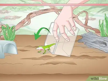 Imagen titulada Set up a Green Anole Tank Step 13