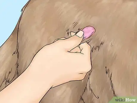 Imagen titulada Remove Chewing Gum from a Dog's Hair Step 2