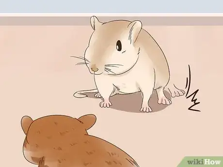 Imagen titulada Understand Gerbil Vocalizations Step 3