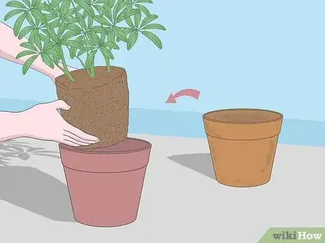 Imagen titulada Care for a Dwarf Umbrella Plant Step 6