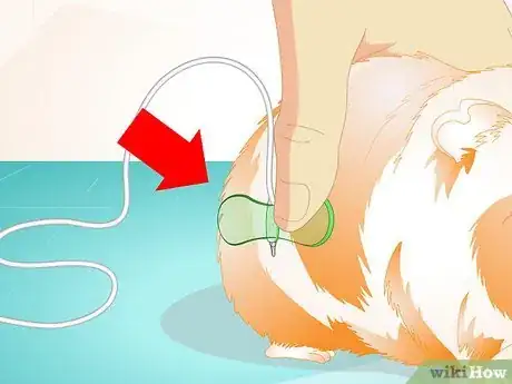 Imagen titulada Look After Your Sick Guinea Pig Step 6