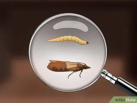 Imagen titulada Get Rid of Pantry Moths Step 13