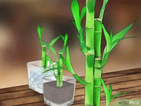 Imagen titulada Take Care of Lucky Bamboo Step 1