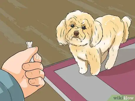 Imagen titulada Take Care of a Lhasa Apso Step 11