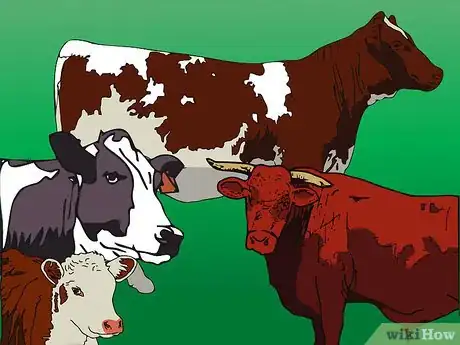 Imagen titulada Tell the Difference Between Bulls, Cows, Steers and Heifers Step 1