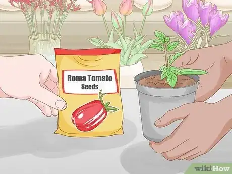 Imagen titulada Grow Roma Tomatoes Step 1