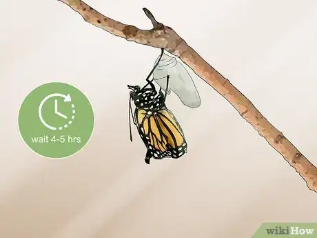 Imagen titulada Catch and Raise Monarch Caterpillars Step 14