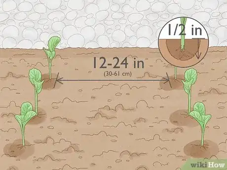 Imagen titulada Grow Poinsettia Step 9