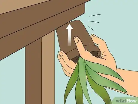 Imagen titulada Revive a Dying Aloe Vera Plant Step 1