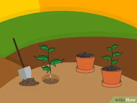 Imagen titulada Grow Chrysanthemums Step 16