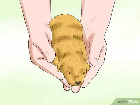 Imagen titulada Determine the Sex of Puppies Step 1