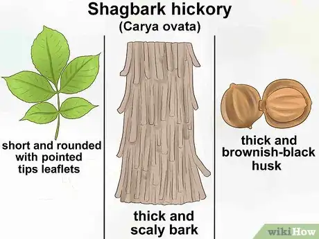 Imagen titulada Identify Hickory Trees Step 11