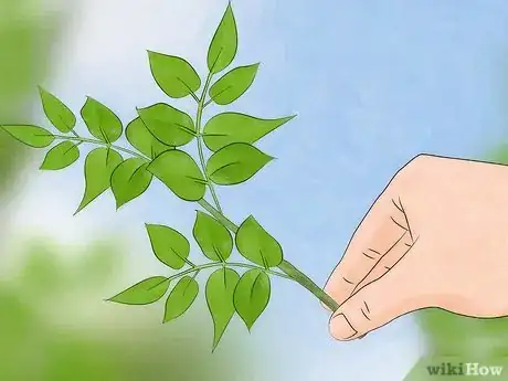 Imagen titulada Grow Wisteria Step 5