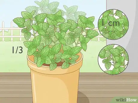 Imagen titulada Grow Mint in a Pot Step 23