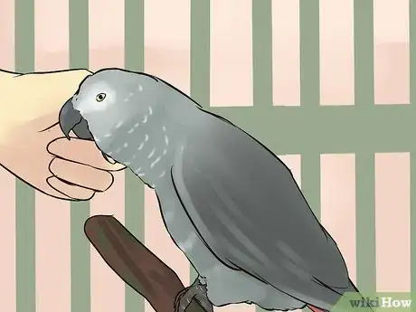 Imagen titulada Socialize an African Grey Parrot Step 11