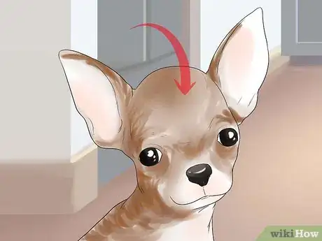 Imagen titulada Breed Chihuahuas Step 4