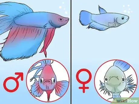 Imagen titulada Determine the Sex of a Betta Fish Step 5