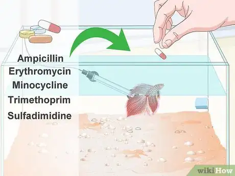 Imagen titulada Prevent and Treat Popeye in Betta Fish Step 9