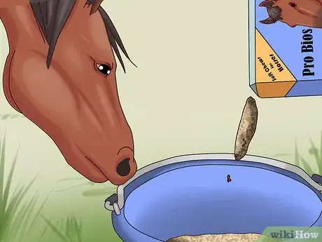 Imagen titulada Help a Horse With Choke Step 11