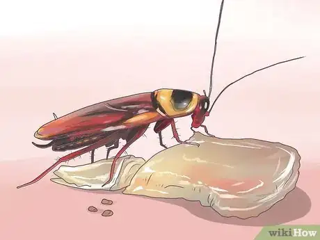 Imagen titulada Identify a Cockroach Step 13