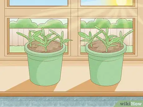 Imagen titulada Grow Pear Trees from Seed Step 12