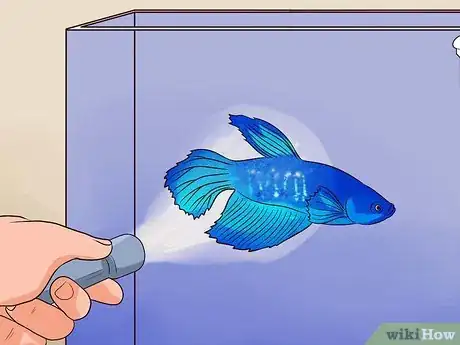 Imagen titulada Tell if a Betta Fish Is Sick Step 17