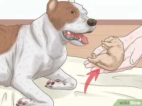 Imagen titulada Deal with Puppy Deaths During Birth Step 2