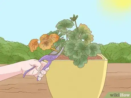 Imagen titulada Grow Geraniums in Pots Step 19