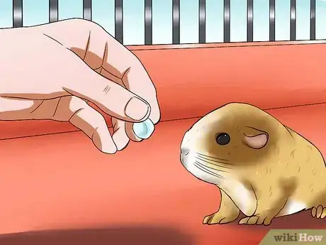 Imagen titulada Get Your Guinea Pig to Stop Biting You Step 9