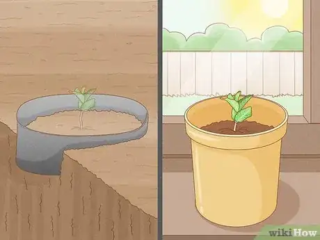 Imagen titulada Grow Mint in a Pot Step 18