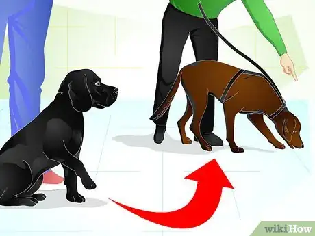 Imagen titulada Raise a Dog Step 16