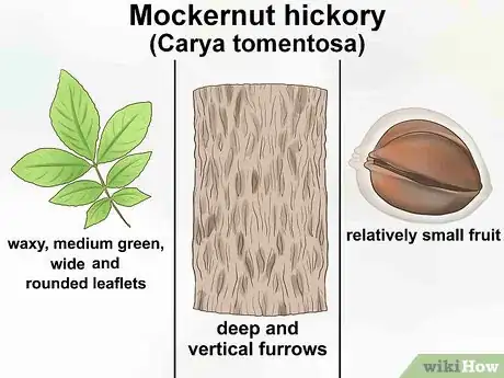 Imagen titulada Identify Hickory Trees Step 13