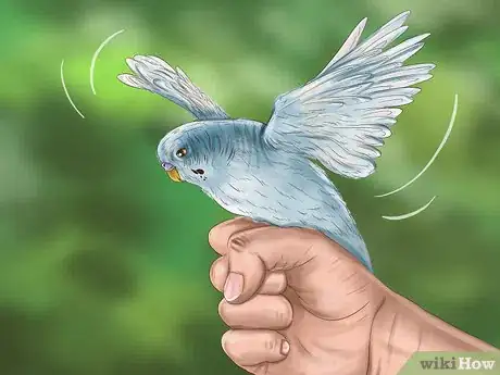 Imagen titulada Play With Your Parakeet Step 5