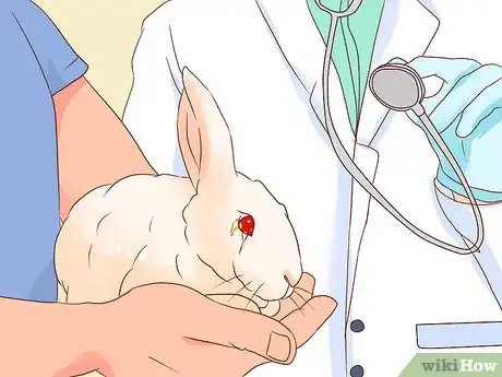 Imagen titulada Deal with a Sick Rabbit Step 16