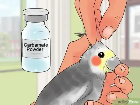 Imagen titulada Treat Conjunctivitis in Cockatiels Step 3