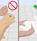 cuidar a un conejo lesionado
